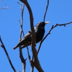 Sturnus vulgaris at Rendezvous Creek, ACT - 18 Oct 2019