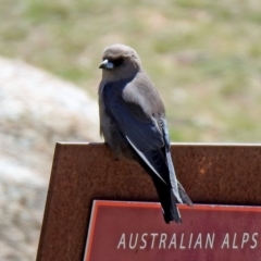 Artamus cyanopterus (Dusky Woodswallow) at Rendezvous Creek, ACT - 18 Oct 2019 by RodDeb