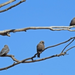 Artamus cyanopterus at Rendezvous Creek, ACT - 18 Oct 2019