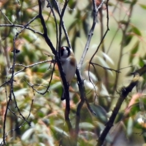 Carduelis carduelis at Booth, ACT - 18 Oct 2019