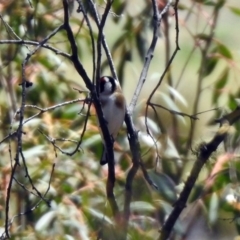 Carduelis carduelis (European Goldfinch) at Booth, ACT - 18 Oct 2019 by RodDeb