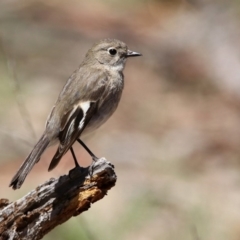 Petroica phoenicea (Flame Robin) at Rendezvous Creek, ACT - 18 Oct 2019 by RodDeb