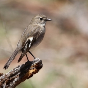 Petroica phoenicea at Rendezvous Creek, ACT - 18 Oct 2019