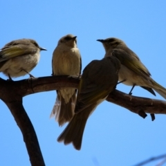 Ptilotula fusca (Fuscous Honeyeater) at Rendezvous Creek, ACT - 18 Oct 2019 by RodDeb