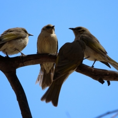 Ptilotula fusca (Fuscous Honeyeater) at Rendezvous Creek, ACT - 18 Oct 2019 by RodDeb