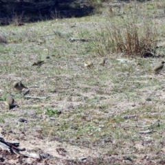 Ptilotula fusca at Rendezvous Creek, ACT - 18 Oct 2019