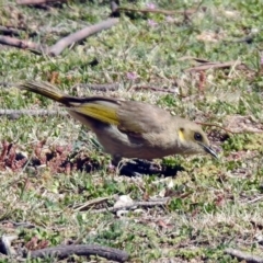 Ptilotula fusca at Rendezvous Creek, ACT - 18 Oct 2019 10:21 AM