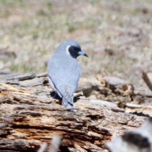 Artamus personatus at Rendezvous Creek, ACT - 18 Oct 2019