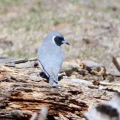 Artamus personatus (Masked Woodswallow) at Rendezvous Creek, ACT - 17 Oct 2019 by RodDeb