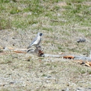 Artamus personatus at Rendezvous Creek, ACT - 18 Oct 2019