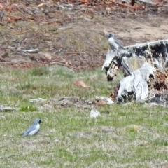 Artamus personatus at Rendezvous Creek, ACT - 18 Oct 2019