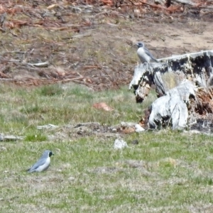 Artamus personatus at Rendezvous Creek, ACT - 18 Oct 2019