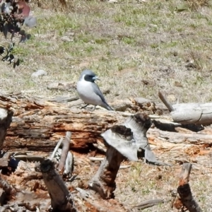 Artamus personatus at Rendezvous Creek, ACT - 18 Oct 2019