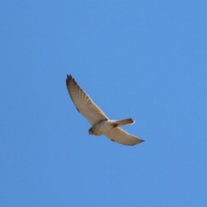 Falco cenchroides at Rendezvous Creek, ACT - 18 Oct 2019 11:10 AM