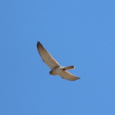 Falco cenchroides (Nankeen Kestrel) at Namadgi National Park - 18 Oct 2019 by RodDeb