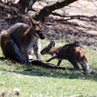 Notamacropus rufogriseus (Red-necked Wallaby) at Rendezvous Creek, ACT - 18 Oct 2019 by RodDeb