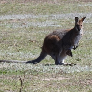 Notamacropus rufogriseus at Rendezvous Creek, ACT - 18 Oct 2019