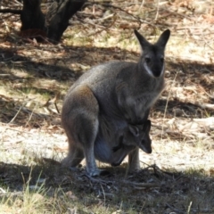 Notamacropus rufogriseus at Rendezvous Creek, ACT - 18 Oct 2019