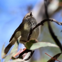 Acanthiza lineata (Striated Thornbill) at Rendezvous Creek, ACT - 18 Oct 2019 by RodDeb