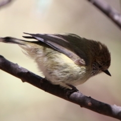 Acanthiza lineata at Rendezvous Creek, ACT - 18 Oct 2019