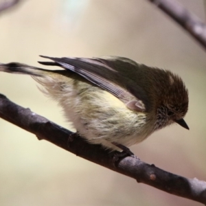 Acanthiza lineata at Rendezvous Creek, ACT - 18 Oct 2019 11:35 AM