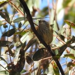 Acanthiza lineata at Rendezvous Creek, ACT - 18 Oct 2019 11:35 AM