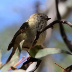 Acanthiza lineata at Rendezvous Creek, ACT - 18 Oct 2019