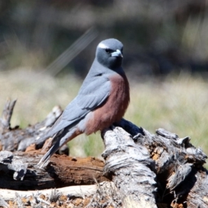 Artamus superciliosus at Rendezvous Creek, ACT - 18 Oct 2019