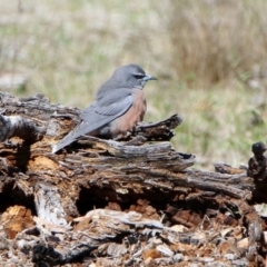 Artamus superciliosus at Rendezvous Creek, ACT - 18 Oct 2019