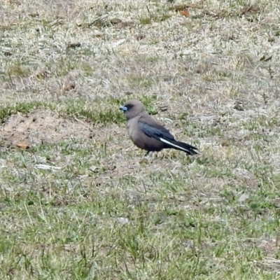 Artamus cyanopterus cyanopterus (Dusky Woodswallow) at Booth, ACT - 18 Oct 2019 by RodDeb