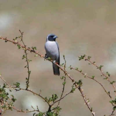 Artamus personatus (Masked Woodswallow) at Booth, ACT - 18 Oct 2019 by RodDeb