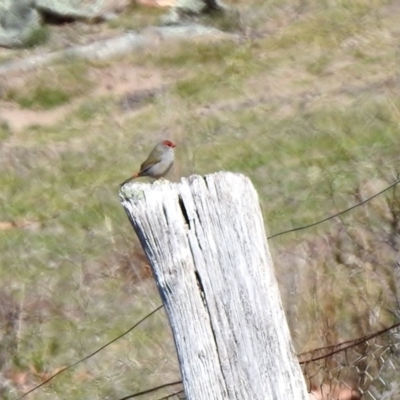 Neochmia temporalis (Red-browed Finch) at Booth, ACT - 18 Oct 2019 by RodDeb