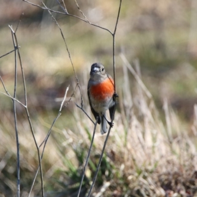 Petroica boodang (Scarlet Robin) at Booth, ACT - 18 Oct 2019 by RodDeb