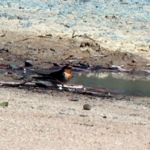 Hirundo neoxena at Rendezvous Creek, ACT - 18 Oct 2019