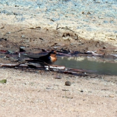 Hirundo neoxena (Welcome Swallow) at Rendezvous Creek, ACT - 18 Oct 2019 by RodDeb