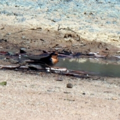 Hirundo neoxena (Welcome Swallow) at Rendezvous Creek, ACT - 18 Oct 2019 by RodDeb