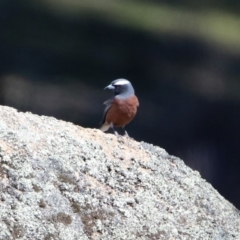 Artamus superciliosus (White-browed Woodswallow) at Booth, ACT - 18 Oct 2019 by RodDeb