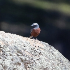 Artamus superciliosus (White-browed Woodswallow) at Booth, ACT - 18 Oct 2019 by RodDeb