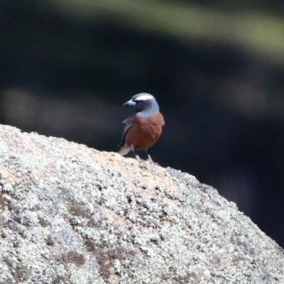 Artamus superciliosus (White-browed Woodswallow) at Booth, ACT - 18 Oct 2019 by RodDeb