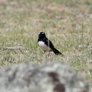 Rhipidura leucophrys at Booth, ACT - 18 Oct 2019