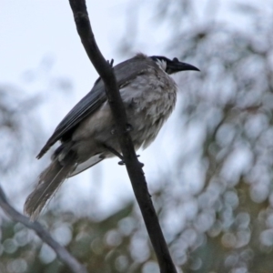 Philemon corniculatus at Paddys River, ACT - 19 Oct 2019 07:19 PM