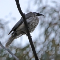 Philemon corniculatus (Noisy Friarbird) at Paddys River, ACT - 19 Oct 2019 by RodDeb