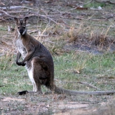 Notamacropus rufogriseus (Red-necked Wallaby) at Namadgi National Park - 19 Oct 2019 by RodDeb