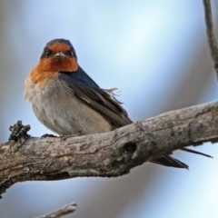 Hirundo neoxena (Welcome Swallow) at Tharwa, ACT - 19 Oct 2019 by RodDeb