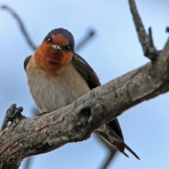 Hirundo neoxena at Tharwa, ACT - 19 Oct 2019 06:56 PM