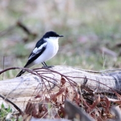 Lalage tricolor (White-winged Triller) at Tennent, ACT - 19 Oct 2019 by RodDeb