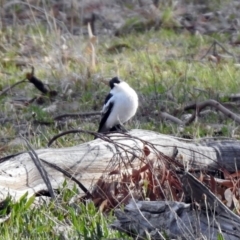 Lalage tricolor at Tennent, ACT - 19 Oct 2019