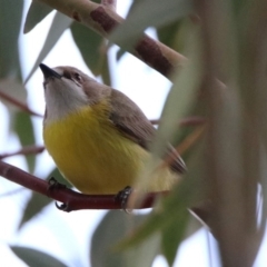 Gerygone olivacea (White-throated Gerygone) at Paddys River, ACT - 19 Oct 2019 by RodDeb