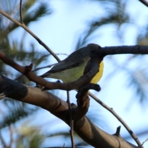 Gerygone olivacea at Paddys River, ACT - 19 Oct 2019 06:23 PM