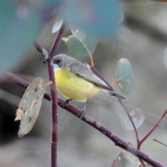 Gerygone olivacea at Paddys River, ACT - 19 Oct 2019 06:23 PM